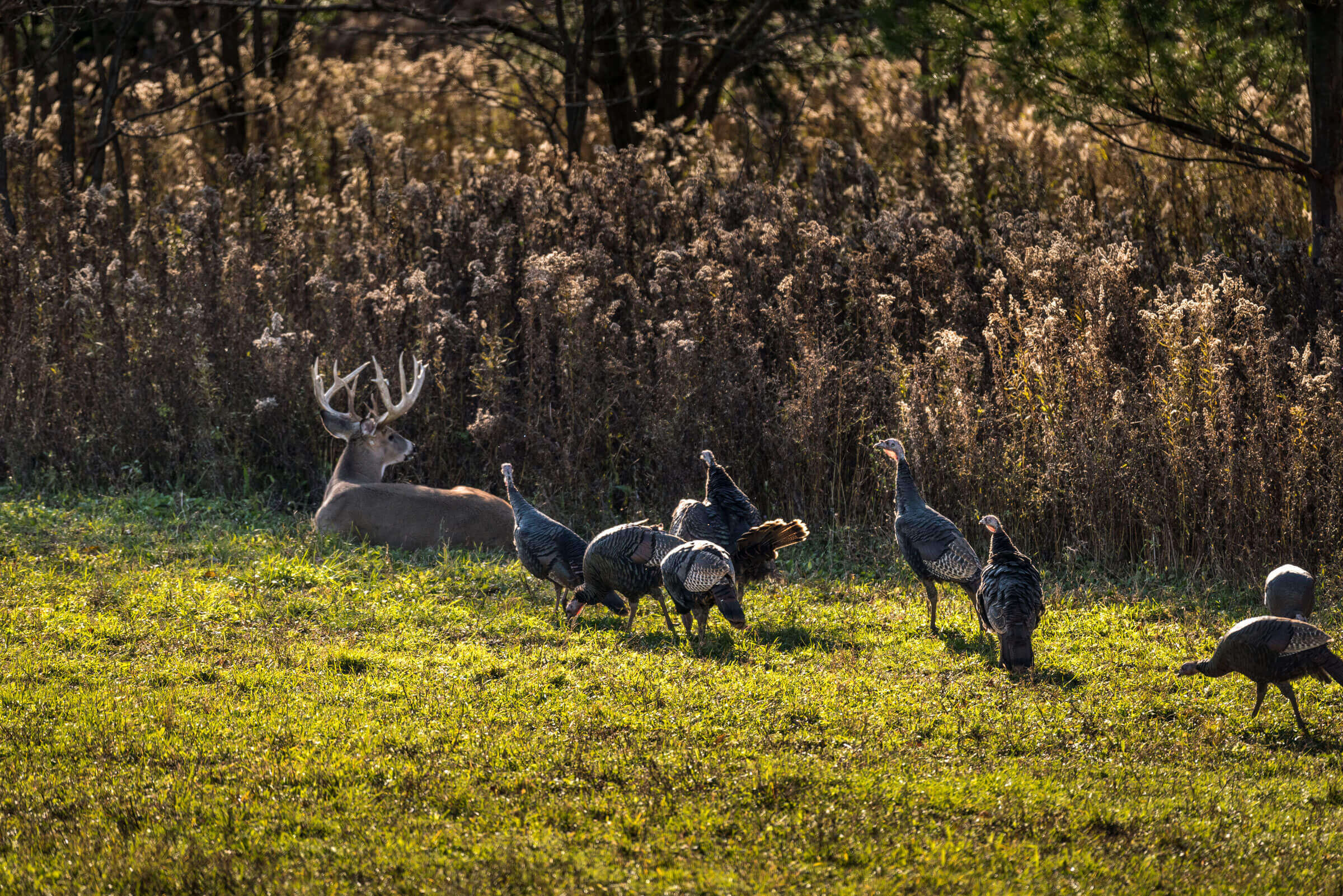 Turkey Hunts