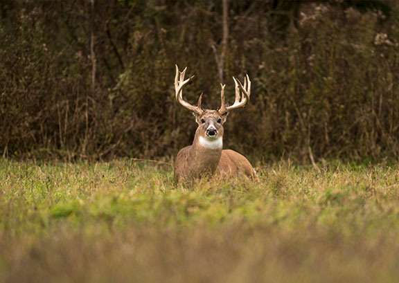 Whitetail Hunts